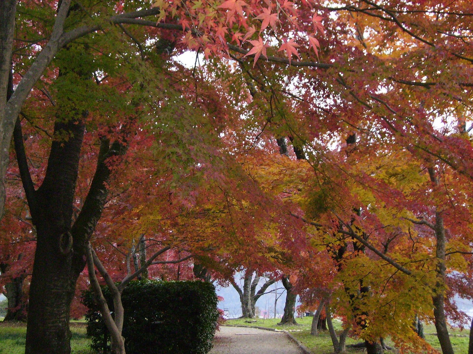 親子玩日本紅葉預測最佳時間超實用攻略｜2026帶小孩也輕鬆