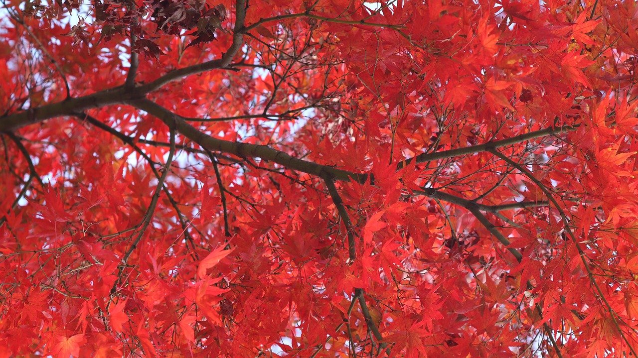 日本紅葉預測 2026 最佳時間2026圖片3｜攻略