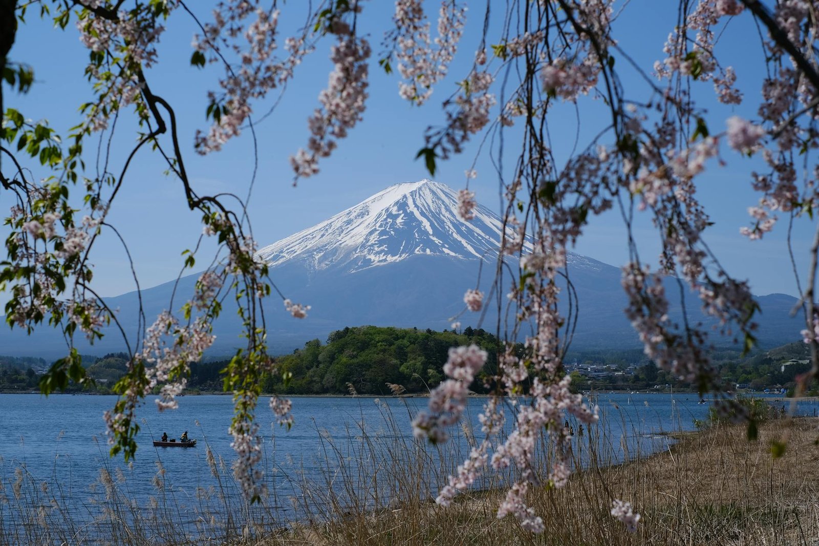 日本賞櫻名所排名舊款Vs新款｜2026該升級還是繼續用