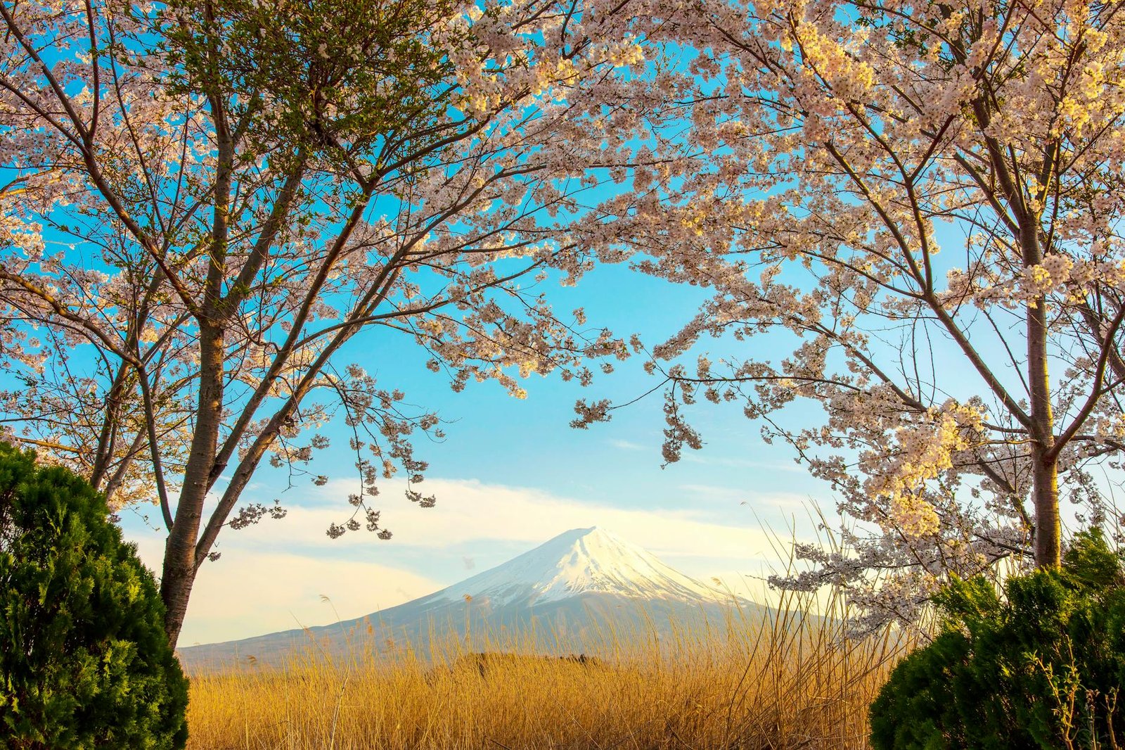 日本止痛藥EVE推薦三大熱門品牌PK｜2026最終勝負揭曉