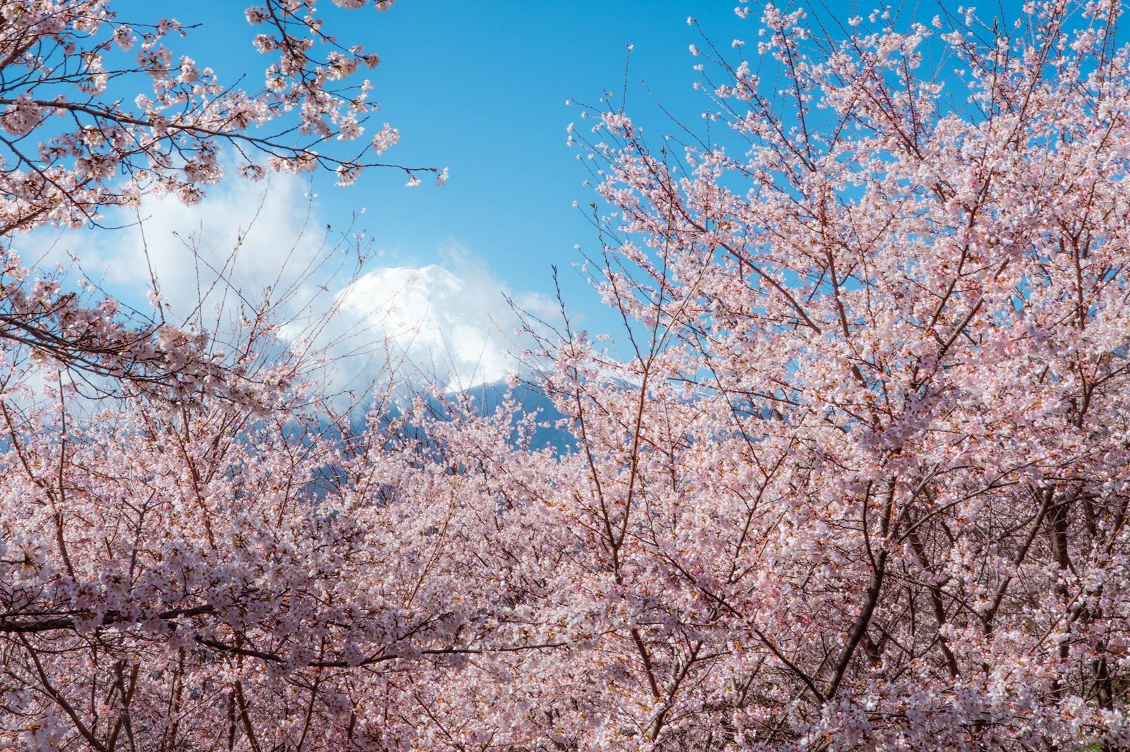 日本面膜推薦必買業配Vs真實心得｜2026網紅沒告訴你的事