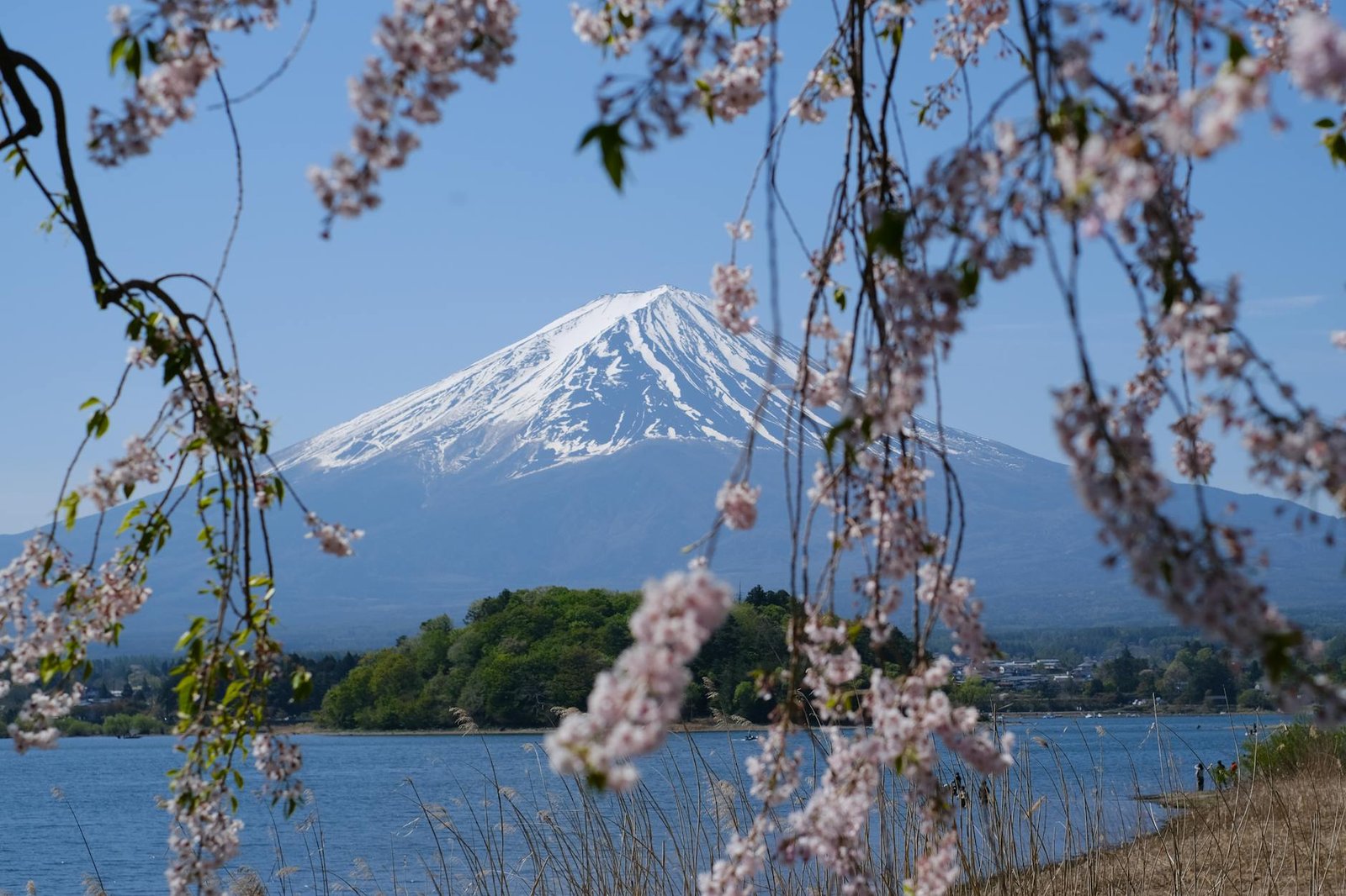 日本包車推薦價格2026年度回顧｜這一年用下來的心得分享