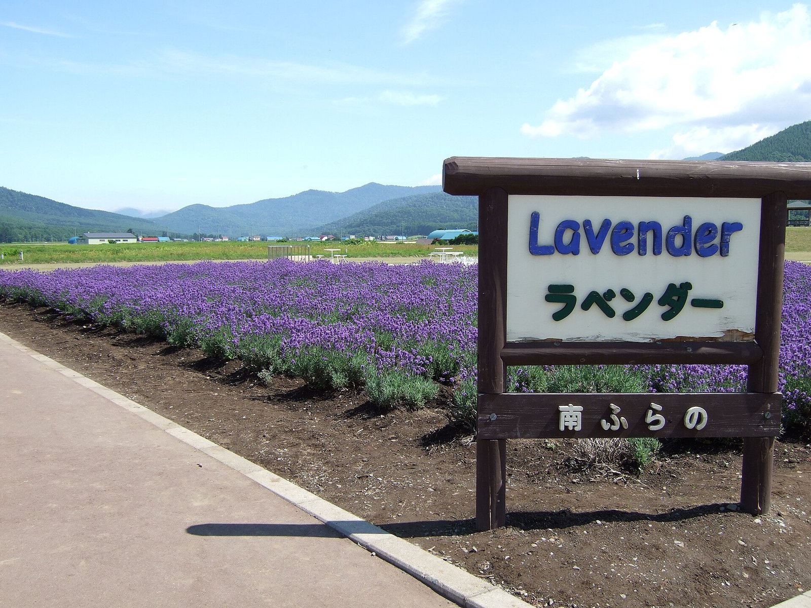 日本薰衣草北海道口袋名單2026｜當地人推薦的私房路線