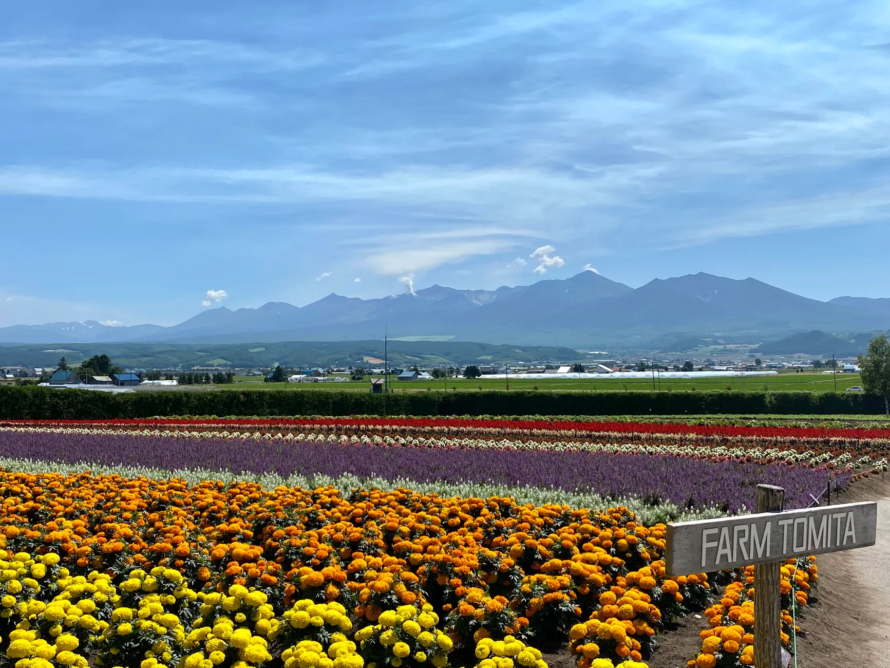 日本薰衣草北海道 20262026圖片1｜攻略