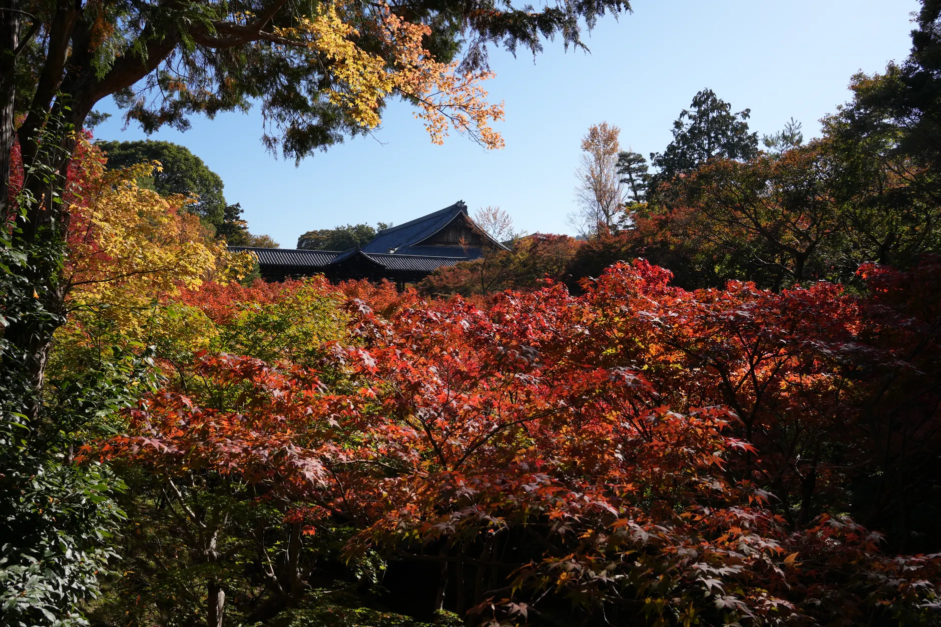 日本秋天旅遊全攻略2026｜從預算規劃到拍照角度都有