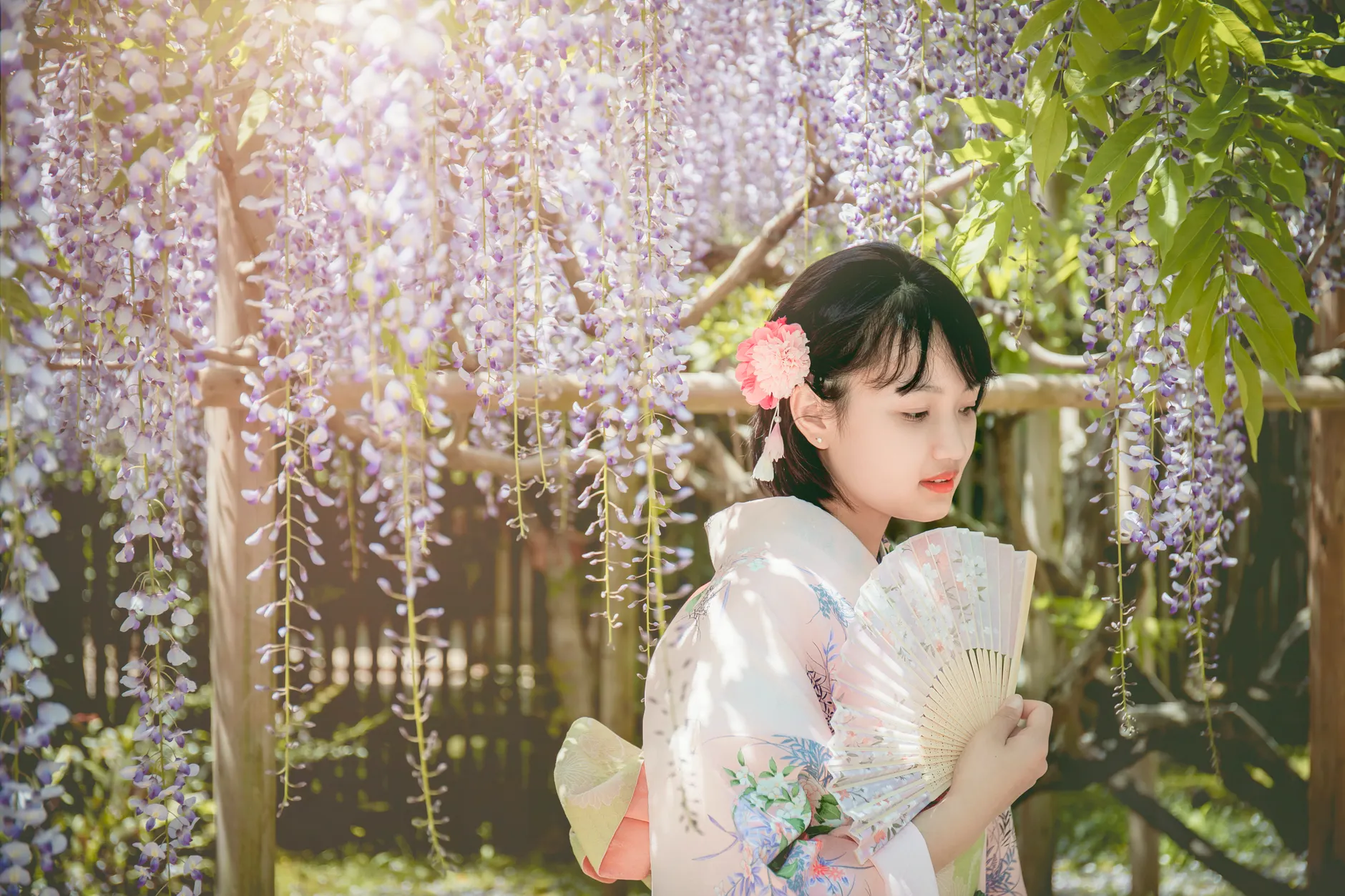 日本紫藤花景點 20262026圖片1｜攻略