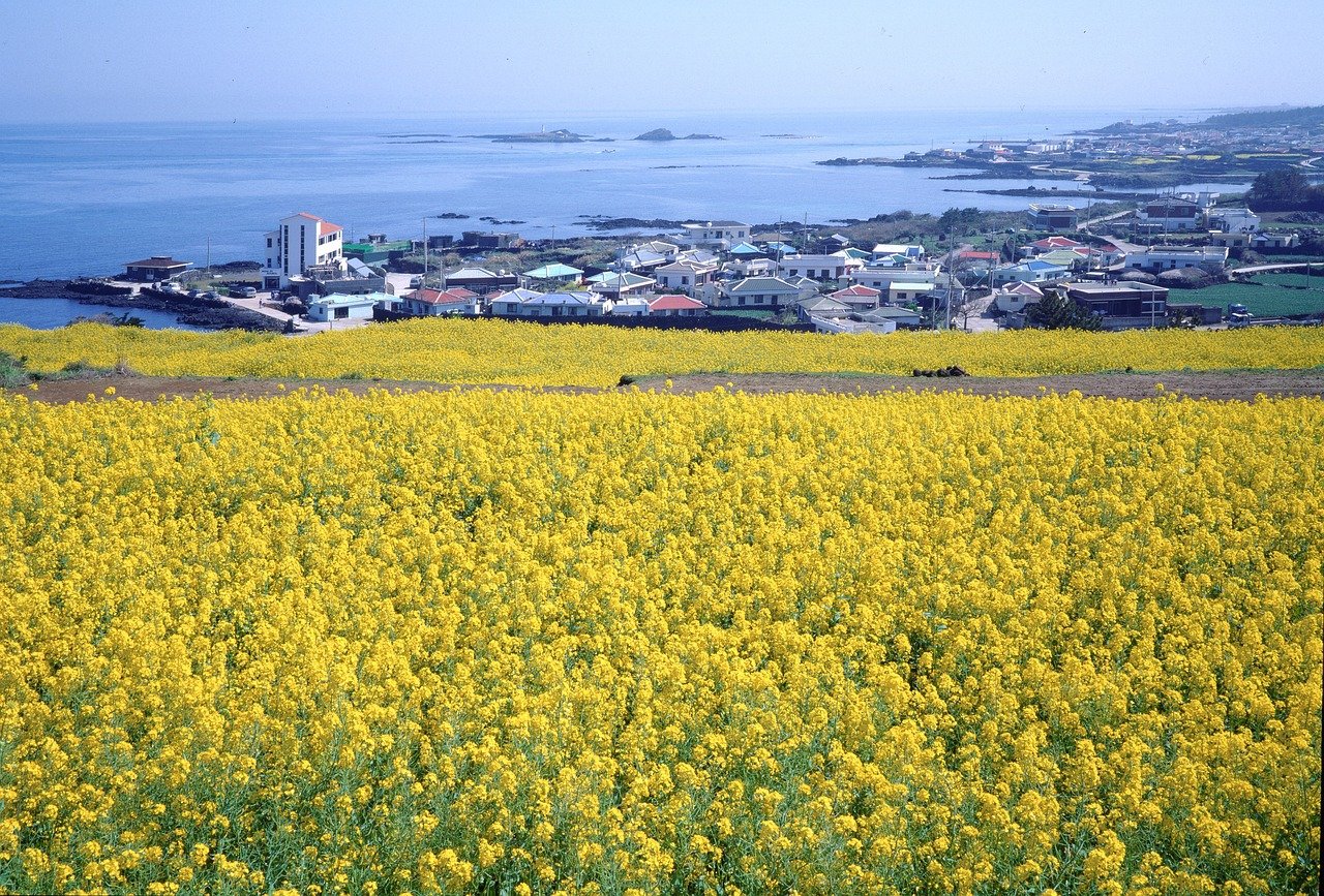 濟州島西部一日遊2026圖片3｜攻略