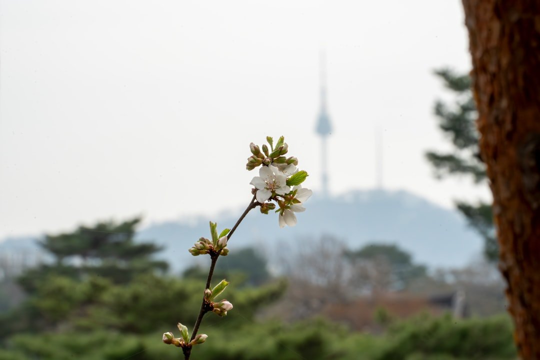 首爾石村湖賞櫻2026圖片2|攻略