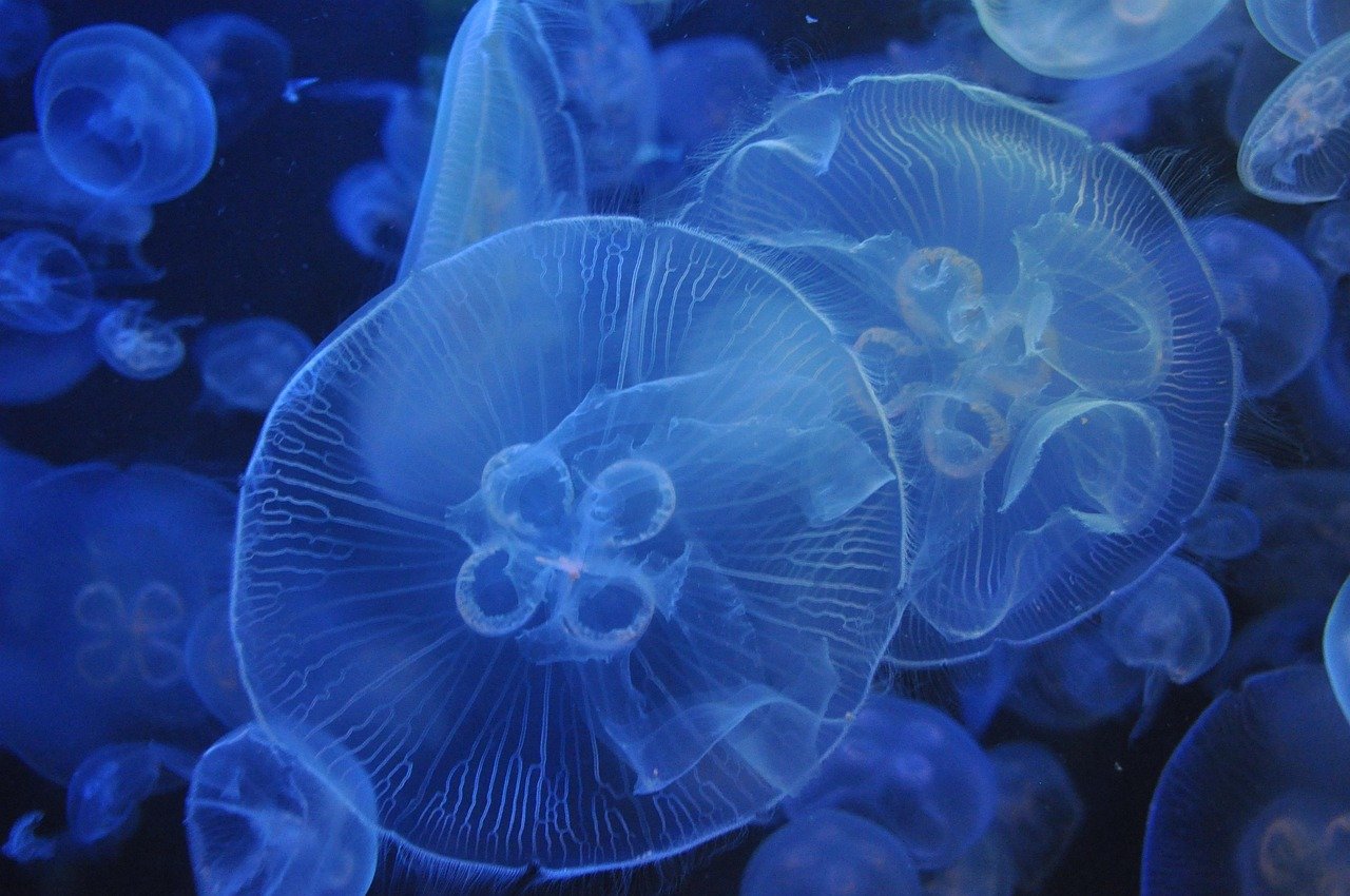 COEX水族館攻略2026圖片2｜攻略