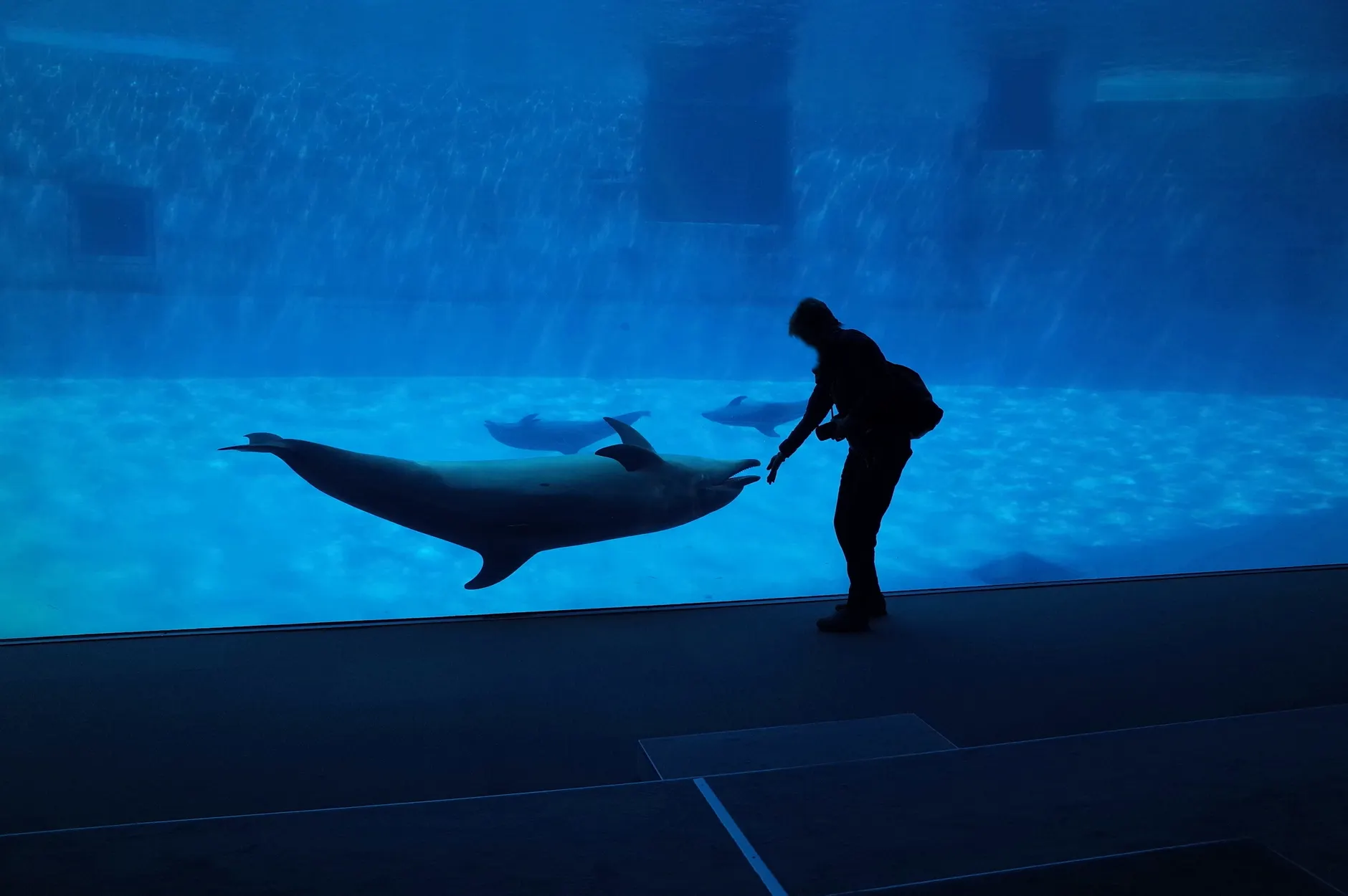 親子玩日本水族館超實用攻略|2026帶小孩也輕鬆 親子玩日本水族館超實用攻略|2026帶小孩也輕鬆