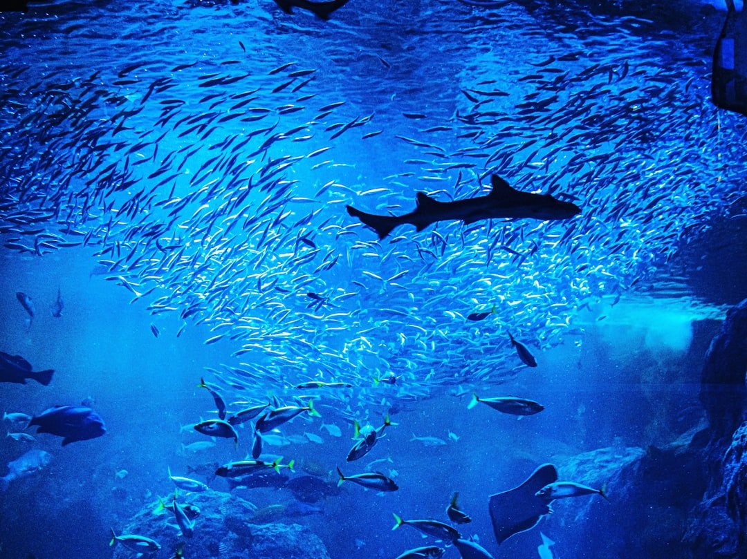 日本水族館推薦 20262026圖片2|攻略