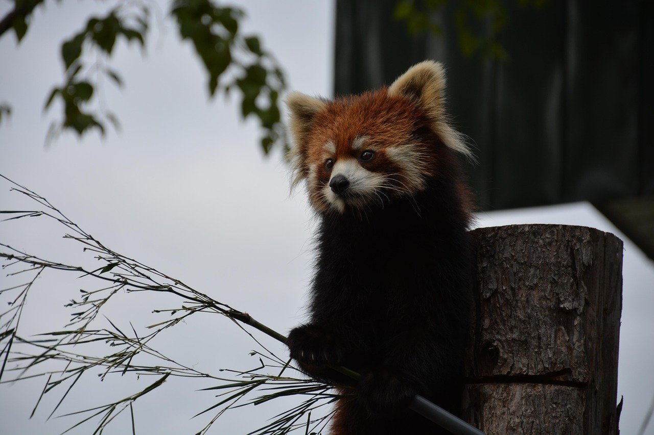 旭川動物園攻略 20262026圖片3|攻略