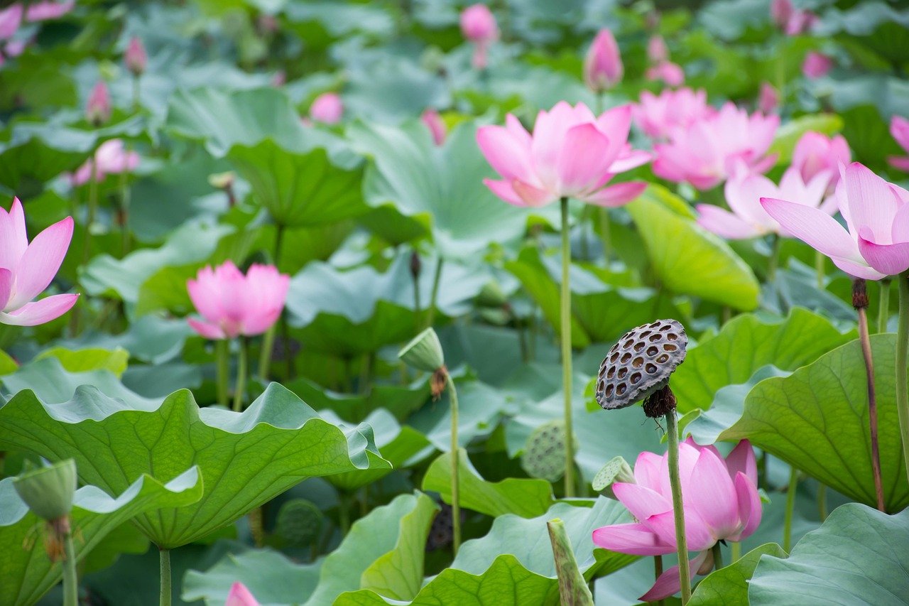 泰國Lotus's購物攻略2026圖片3｜攻略