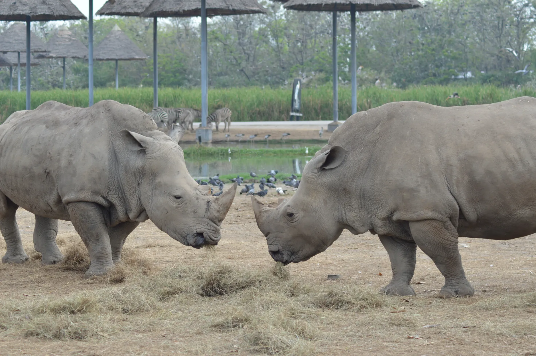 曼谷Safari World動物園攻略2026圖片1｜攻略