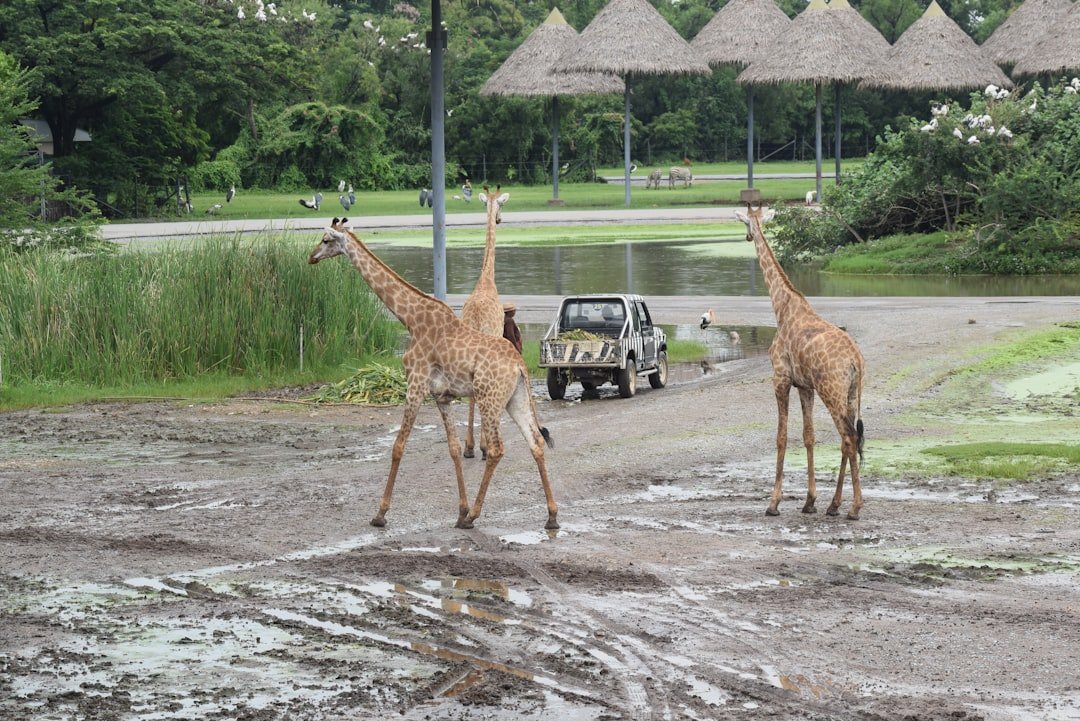 曼谷Safari World動物園攻略2026圖片2｜攻略