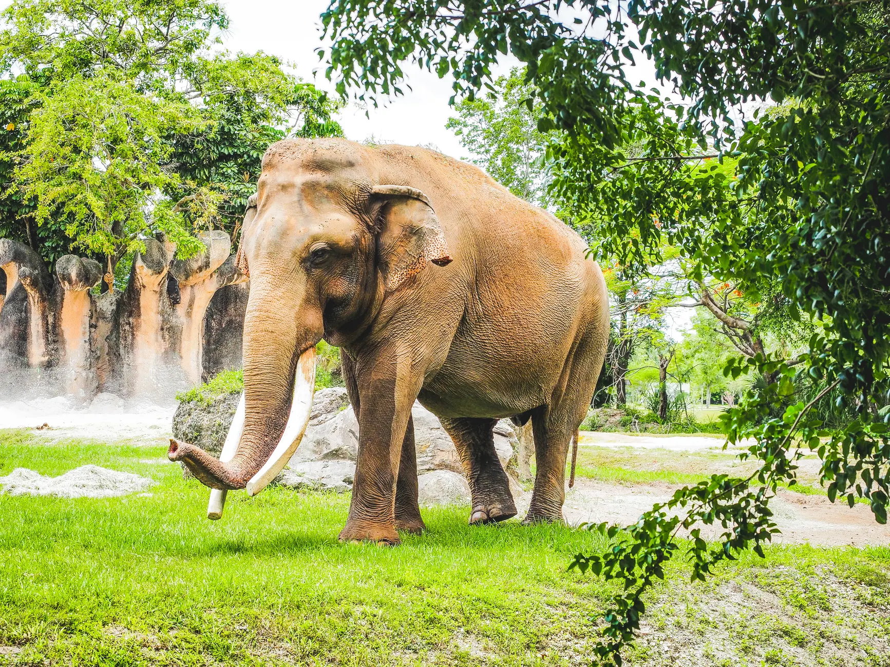 【一篇搞定】泰國夜間Safari動物園2026｜行前準備到回國全紀錄