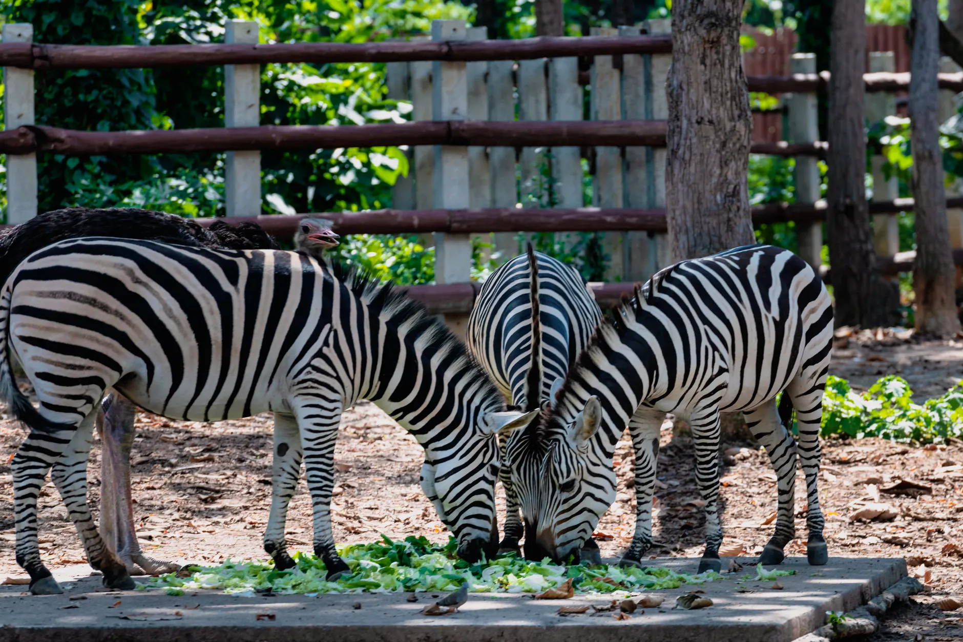 泰國夜間Safari動物園攻略2026圖片1｜攻略