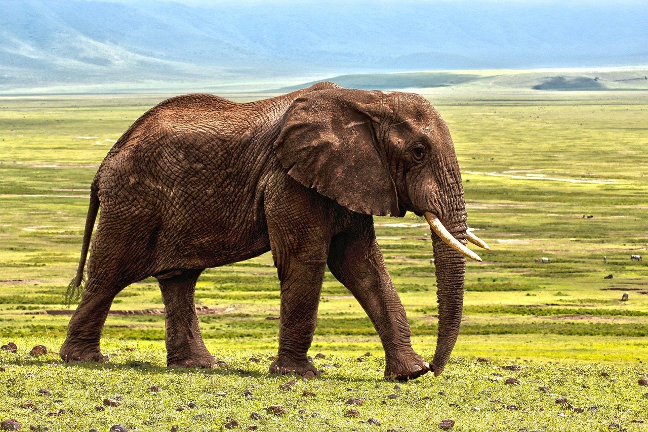 泰國夜間Safari動物園攻略2026圖片3｜攻略